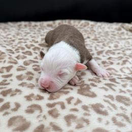 Boy 5 - Red tri male Miniature Australian Shepherd puppy in Arcadia, Indiana from Sunset Cowgirl Mini Aussies