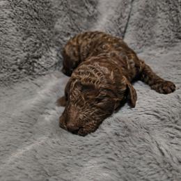 Boy 4 - Chocolate male Goldendoodle puppy in La Junta, Colorado from Double J’s Doodles