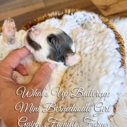 What is Up Buttercup - Merle female Bernedoodle puppy in Grove, Oklahoma from Guinn Family Farms
