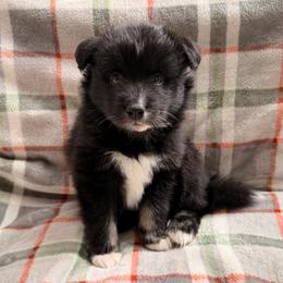Bronco - male Nenets Herding Laika puppy in Rockville, Maryland from Skais the Limit