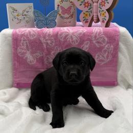 Yellow - Black female Labrador Retriever puppy in Heath Springs, South Carolina from Rich Hill Retrievers