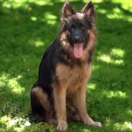 Tess - German Shepherd