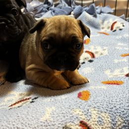 Charolette - Fawn female French Bulldog puppy in Neenah, Wisconsin from Mimosa Acres French Bulldogs LLC