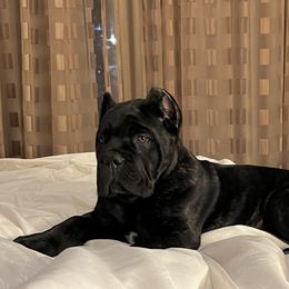 Cane Corso Puppies from Ridge Top Cane Corso