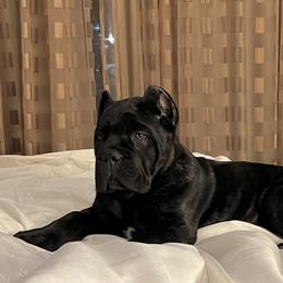 Cane Corso Puppies from Ridge Top Cane Corso