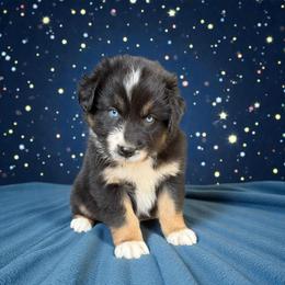 Retained - Black tri-color male Australian Shepherd puppy in Statesville, North Carolina from Charming Australian Shepherds