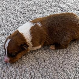 Viviane. Lively - Sable and white female Collie puppy in Malvern, Arkansas from Lost Acres Collies