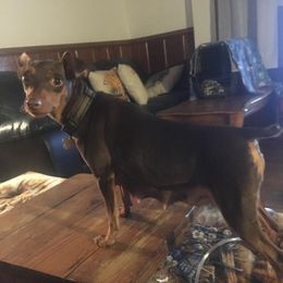 Ginger - Miniature Pinscher