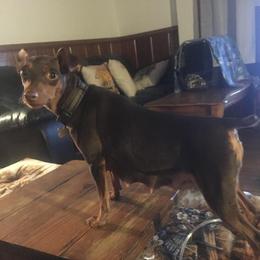 Ginger - Miniature Pinscher