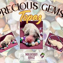 Boy 3 - male Sheepadoodle puppy in Tahlequah, Oklahoma from Mulberry Ridge Doodles