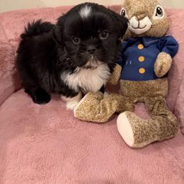 Male 1 - Black and white male Shih Tzu puppy in Downey, California from Cali shih tzu