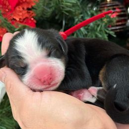 Darla - Tri-color female Bernese Mountain Dog puppy in Yuciapa, California from AlltheDoodlez_