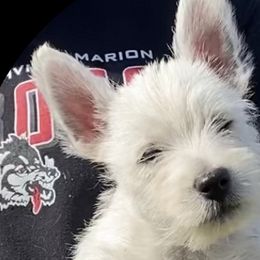 West Highland White Terriers from Haseleu Westies