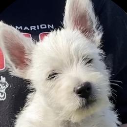 West Highland White Terriers from Haseleu Westies