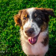 Border Collie, Golden Retriever, and Sporty Mix Puppies from Turbo Border Collies & Coltrievers