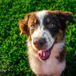 Border Collie, Golden Retriever, and Sporty Mix Puppies from Turbo Border Collies & Coltrievers