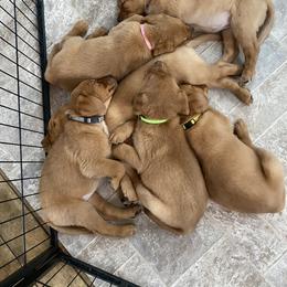 Labrador Retriever Puppies from One Willow Labradors