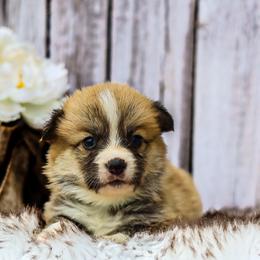 Boy 6 - Red male Pembroke Welsh Corgi puppy in Caliente, California from Rafter Cross 7