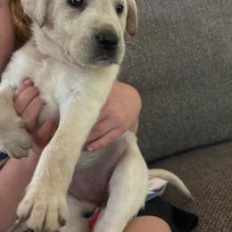 Light green - Yellow female Labrador Retriever puppy in Anoka, Minnesota from Sunshine Acres