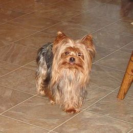 Lucky - Yorkshire Terrier