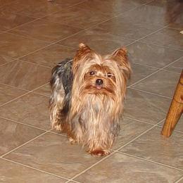 Lucky - Yorkshire Terrier