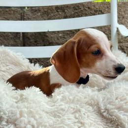 Max - Piebald male Dachshund puppy in Rio Linda, California from Destiny's Mini Doxies