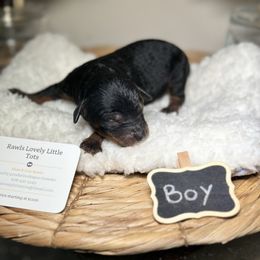 Phantom Reese - Phantom male Poodle puppy in Griffin, Georgia from Rawls Lovely Little Tots