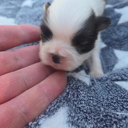 Brock - Sable and white male Japanese Chin puppy in Salem, Oregon from Chinnychinchinofsalem