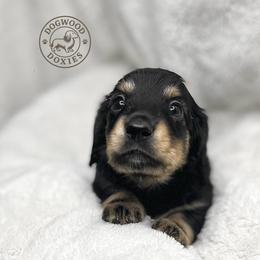 Waffle - Black and cream male Dachshund puppy in Monroe, North Carolina from Dogwood Doxies