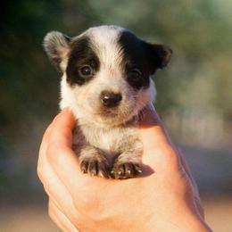Pippin (AKC) - Blue female Australian Cattle Dog puppy in Marana, Arizona from Impact 3rd Australian Cattle Dogs