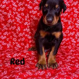 Red - Black and rust male Doberman Pinscher puppy in Louisville, Kentucky from Ruiz Dobermans
