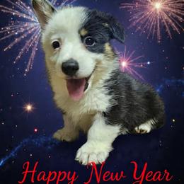 Thrasher - Black and tan male Pembroke Welsh Corgi puppy in Castle Rock, Washington from Heckman Corgis