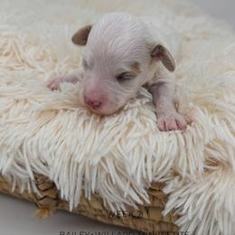 Java - Parti female Goldendoodle puppy in New Harmony, Indiana from Cottonwood Farms
