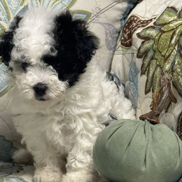 F3082025BC - Black & white female Maltipoo puppy in Bakersfield, California from Silvia's Maltipoos
