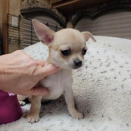 BLITZEN - Fawn male Chihuahua puppy in Ligonier, Indiana from Country Charm Chihuahuas
