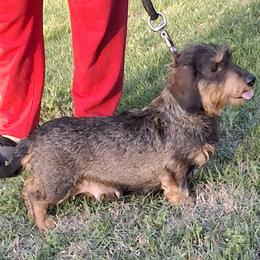 Banana - Dachshund
