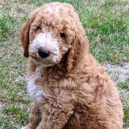 Goldendoodle Puppies from Frannie's Goldendoodle Puppies