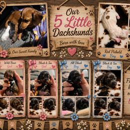 Dachshund puppies from Briana's Dachshunds
