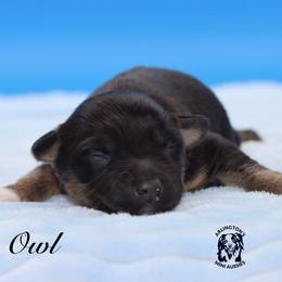 Owl - Black tri male Miniature Australian Shepherd puppy in Weeki Wachee, Florida from Arlington's Mini Aussies
