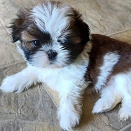 Shih Tzu Puppies from N.F.S.T Imperial ShihTzu Puppies.