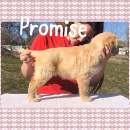 Golden Retriever Puppies from Saddle Rock Golden Retrievers