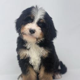 Riff - Tri-color male Bernedoodle puppy in Fleming, Colorado from Vandenbark Doodles