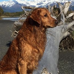 Silas - Golden Retriever