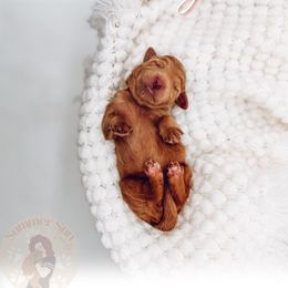 Sienna - Red  female Goldendoodle puppy in California City, California from Summer Sun Doodles