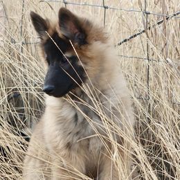 Belgian Tervuren Puppies from Beartooth Belgian Tervuren