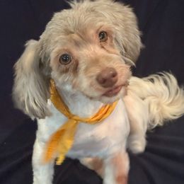 Marvel - Chocolate male Havanese puppy in The Villages, Florida from Happy Tail Companions