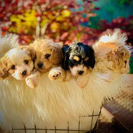 Cavapoo and Cockapoo Puppies from Disney Doodles
