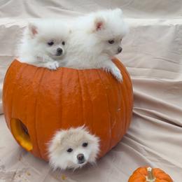 Pomeranian Puppies from Pomeranian Puppies