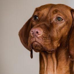 Vizslas from The Noble Puppy