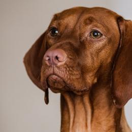 Vizslas from The Noble Puppy